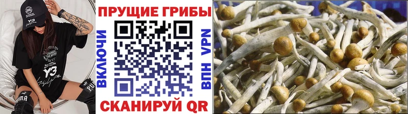 Купить  Тында  Галлюциногенные грибы мухоморы 